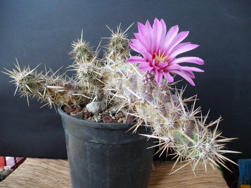 Echinocereus brandegeei 