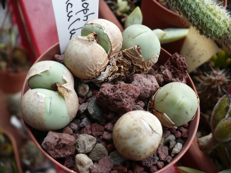 Conophytum calculus 