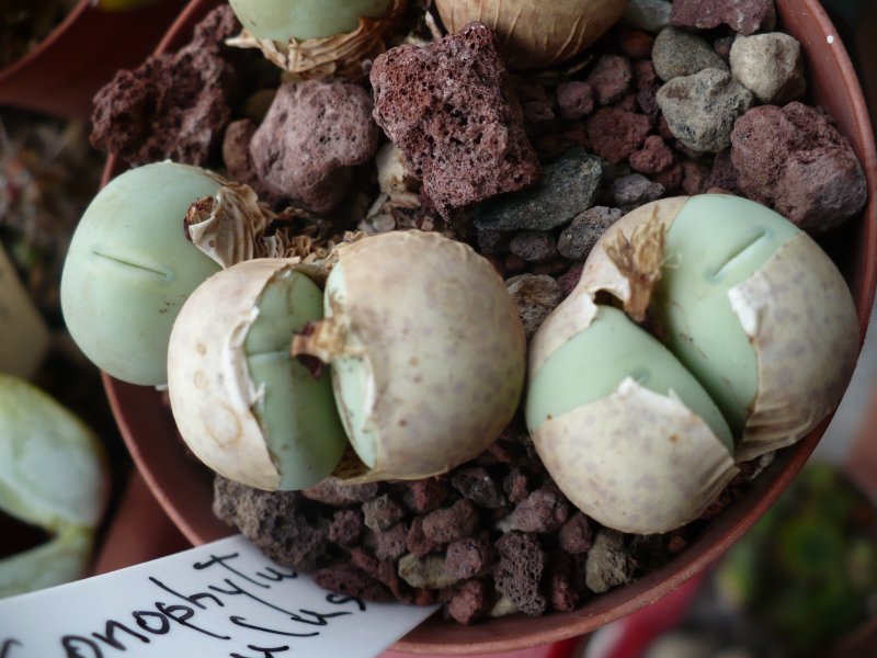 Conophytum calculus 