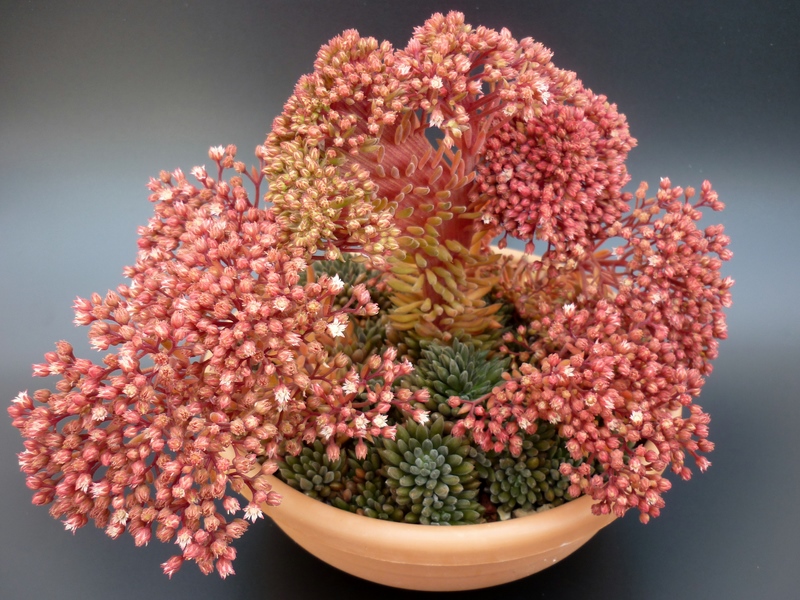 Sinocrassula yunnanensis 