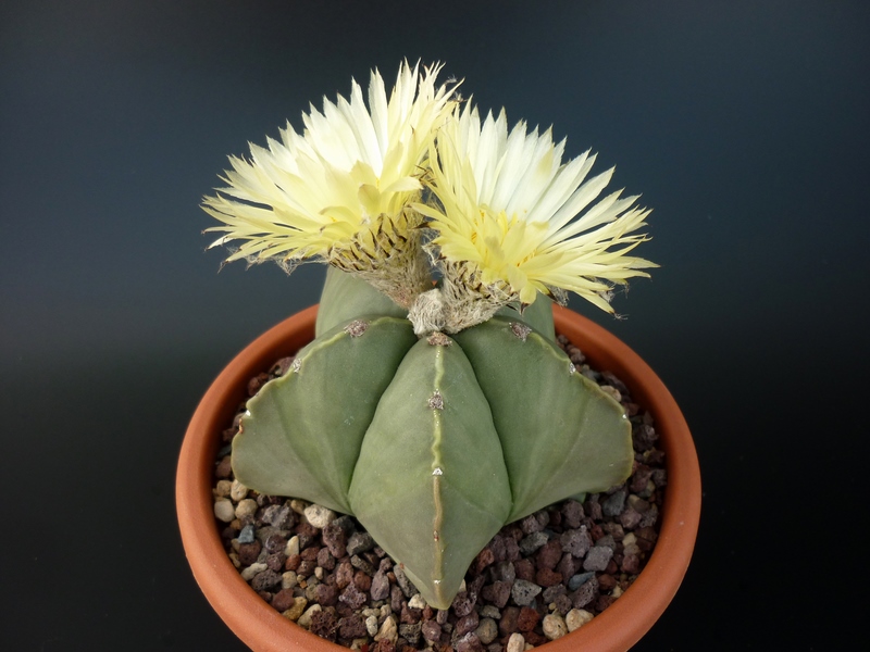 Astrophytum myriostigma v. nudum 