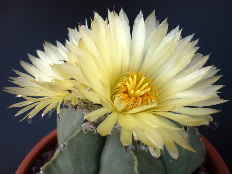 Astrophytum myriostigma v. nudum 