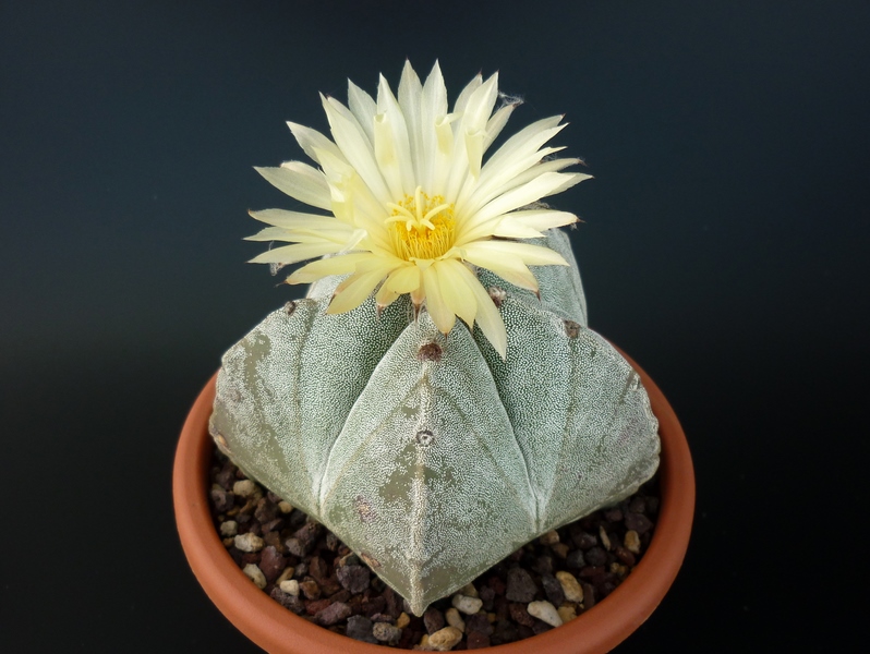 Astrophytum myriostigma 