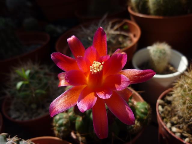 matucana polzii