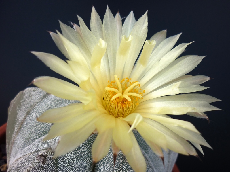 Astrophytum myriostigma 