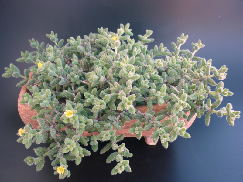 Delosperma echinatum 