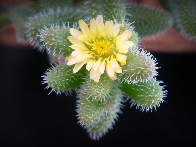 Delosperma echinatum 