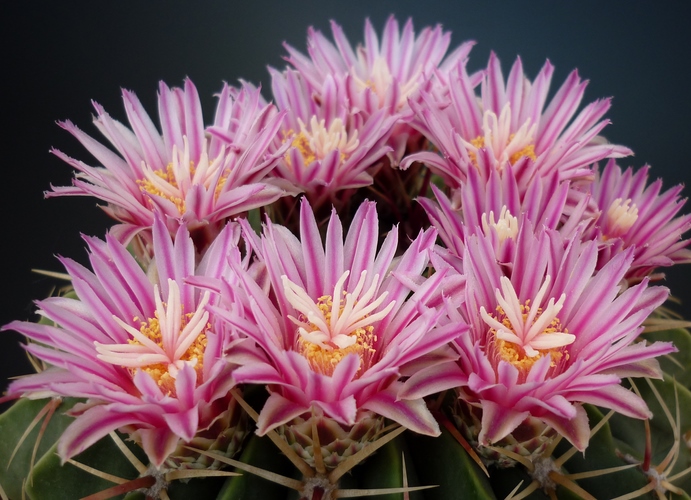 Ferocactus macrodiscus 