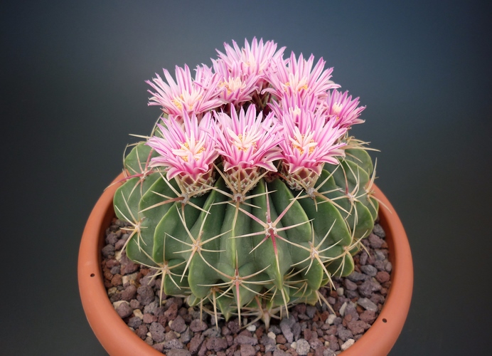 Ferocactus macrodiscus 