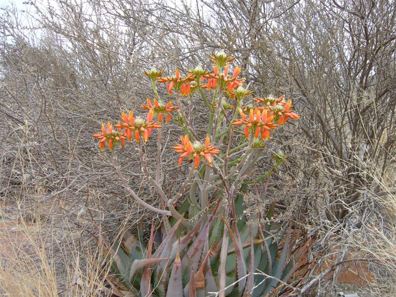 aloe hereroensis