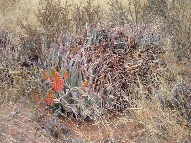 Aloe claviflora 