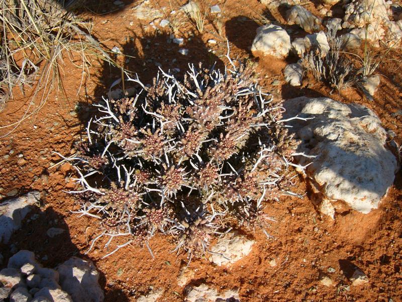 Euphorbia braunsii 