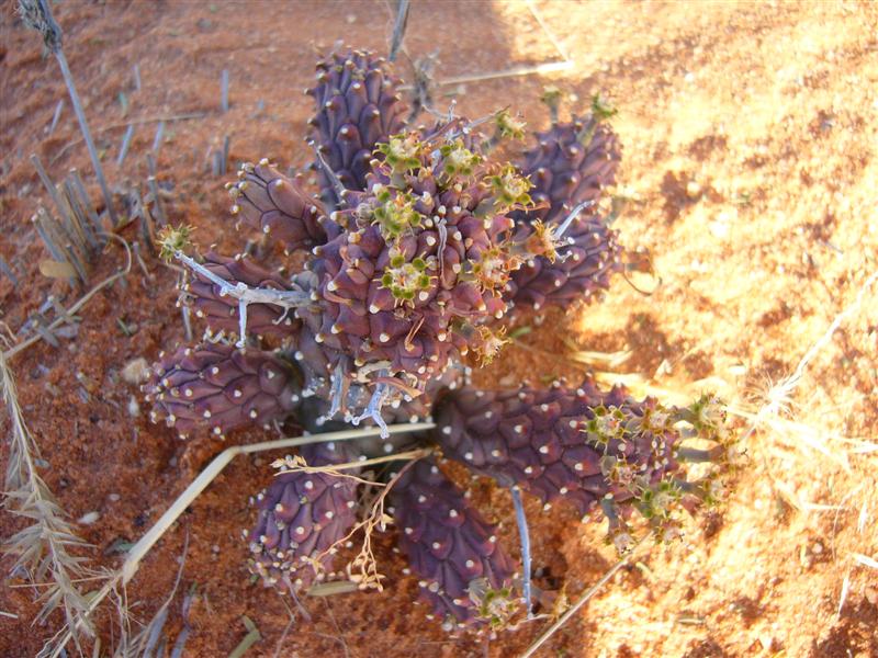 Euphorbia braunsii 