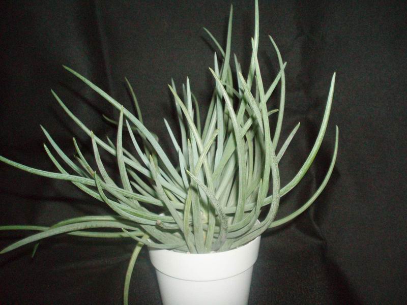 Senecio pinguifolius 