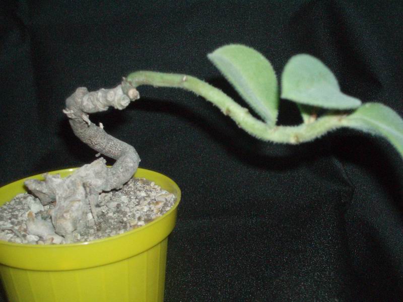 monadenium aff. echinulatum