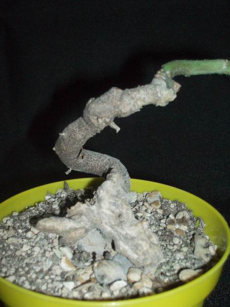 Monadenium aff. echinulatum 