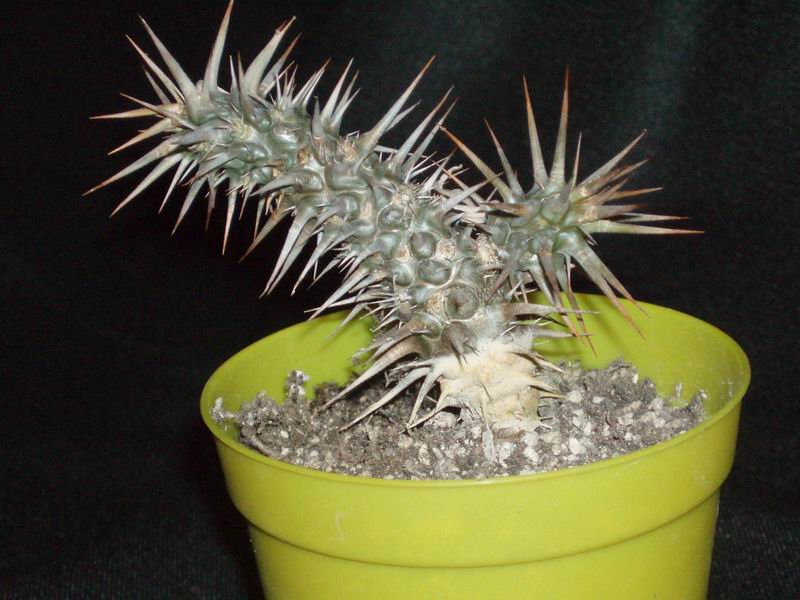 Euphorbia rossii 