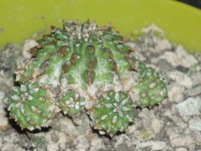 Euphorbia sepulta 