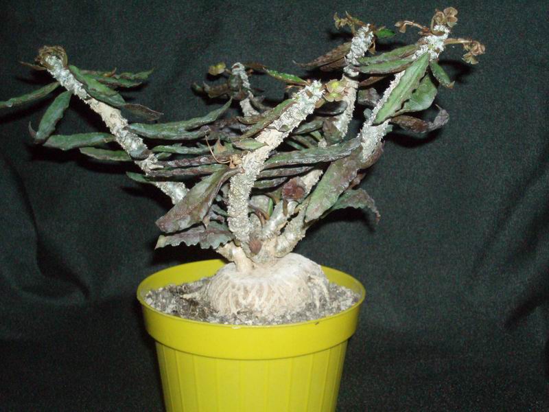 Euphorbia suzannae-marnierae 