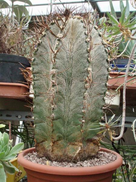 Astrophytum capricorne v. niveum 