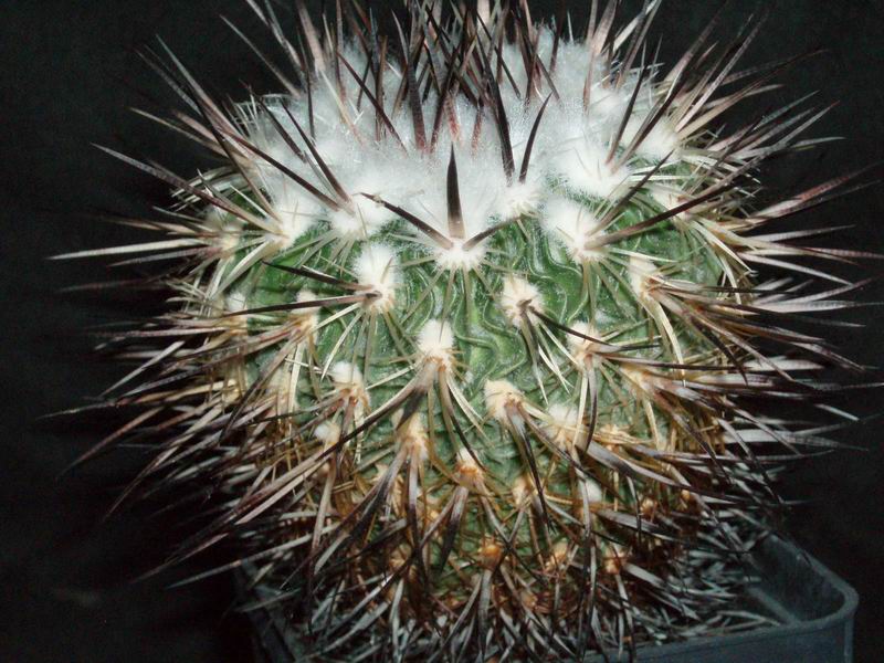 Echinofossulocactus zacatecasensis 