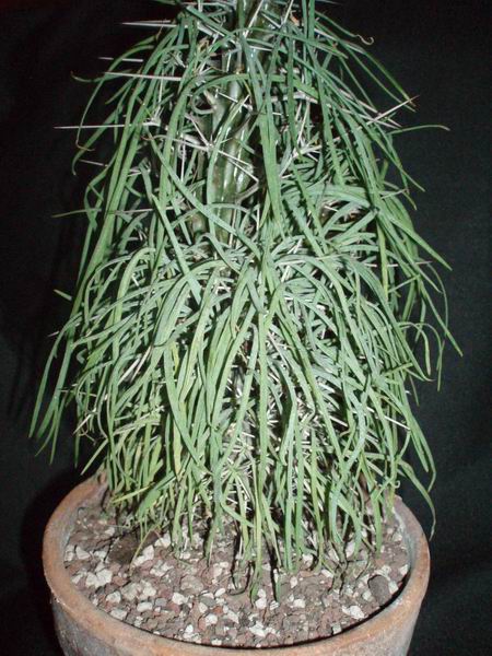 Didierea madagascariensis 