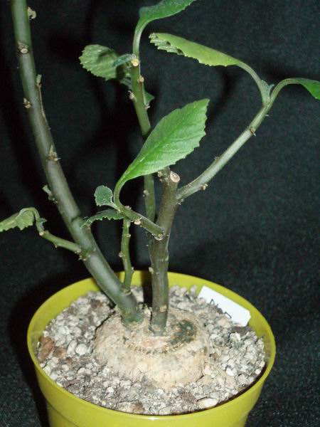 Dorstenia zanzibarica 