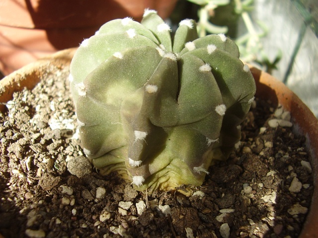 Echinopsis subdenudata 