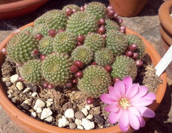 Rebutia perplexa 