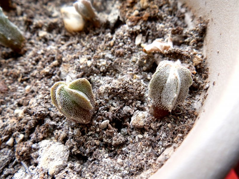 Astrophytum myriostigma strongylogonum 