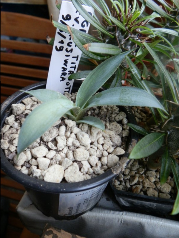 Agave titanota cv. fujiwara 