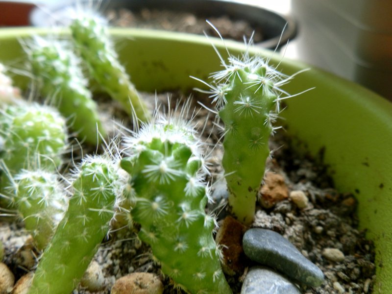 Echinocactus zacatecasensis 