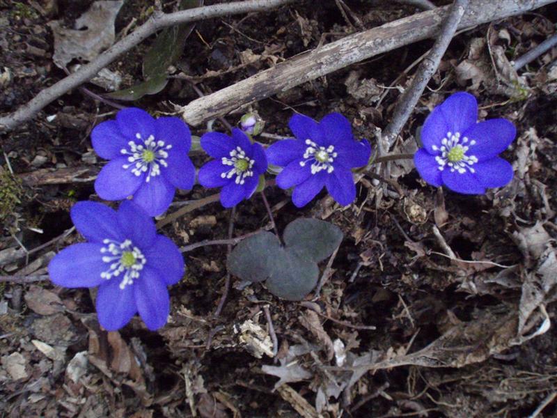  Nobilis (Anemone epatica) 