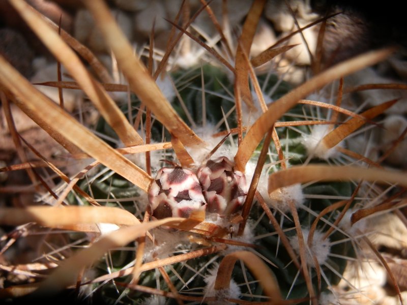 Echinofossulocactus phyllacanthus 