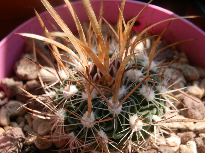 Echinofossulocactus phyllacanthus 