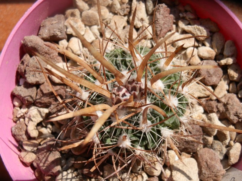 Echinofossulocactus phyllacanthus 