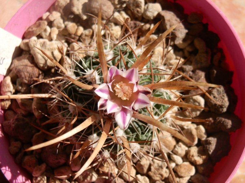 Echinofossulocactus phyllacanthus 