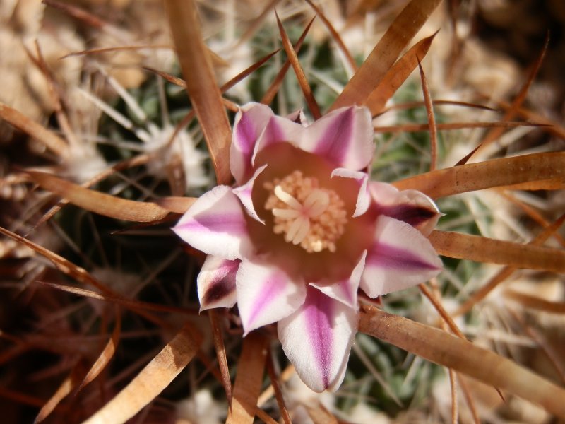 Echinofossulocactus phyllacanthus 