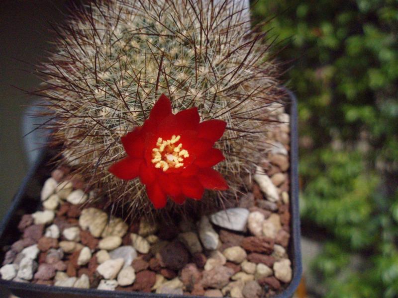 Sulcorebutia tiraquensis v. bicolorispina 