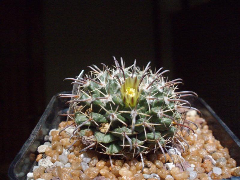 Mammillaria uncinata 