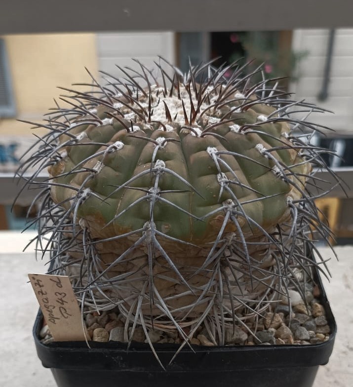 Gymnocalycium spegazzinii p 43