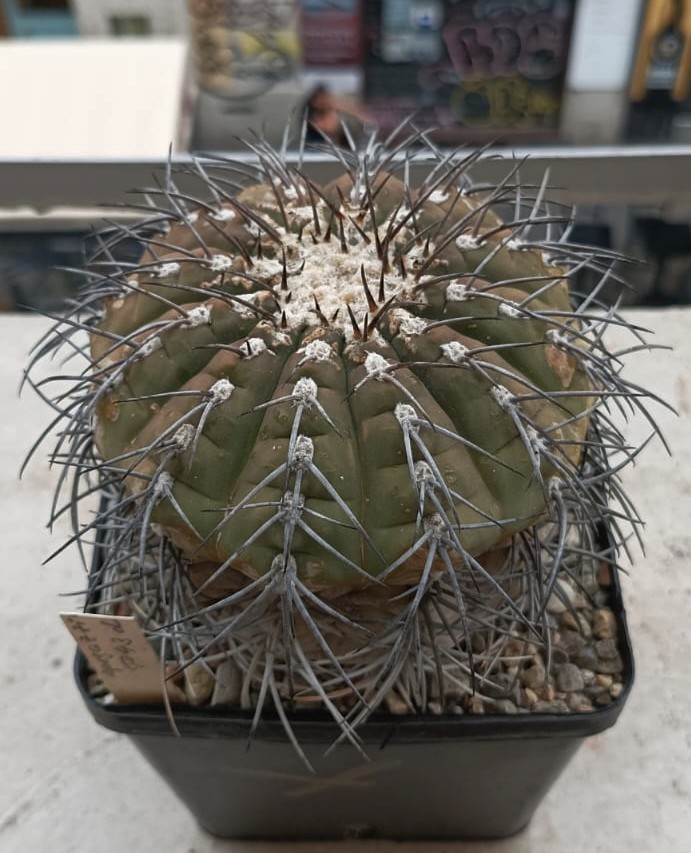 Gymnocalycium spegazzinii p 43