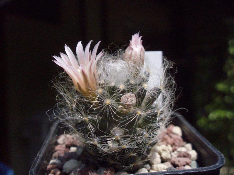 Mammillaria aureilanata 