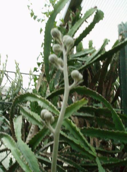 Senecio pyramidatus 