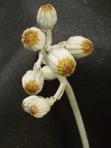 Senecio pyramidatus 