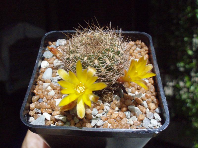 sulcorebutia caineana