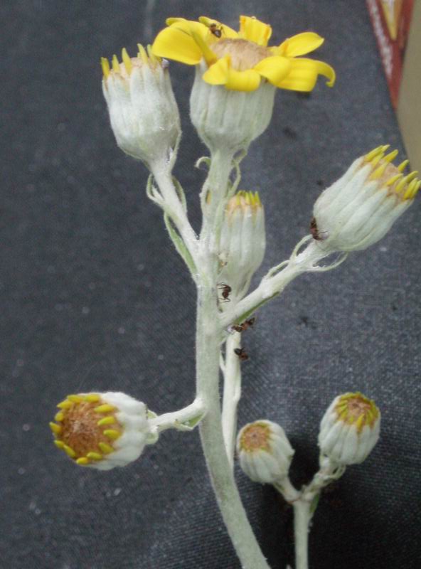 Senecio pyramidatus 