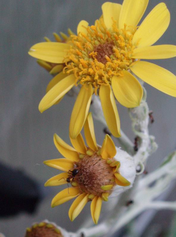 Senecio pyramidatus 