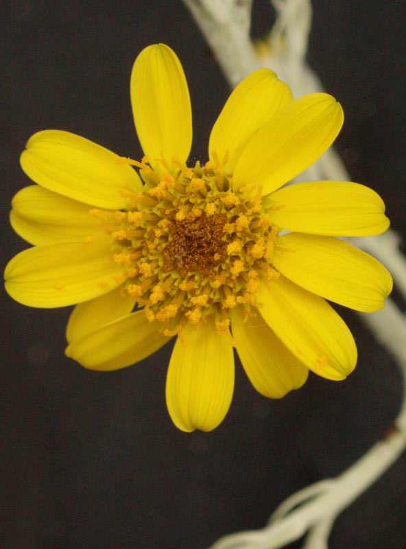 Senecio pyramidatus 