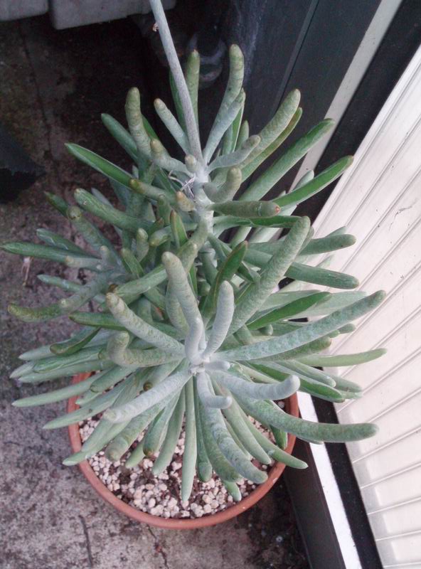 senecio pyramidatus